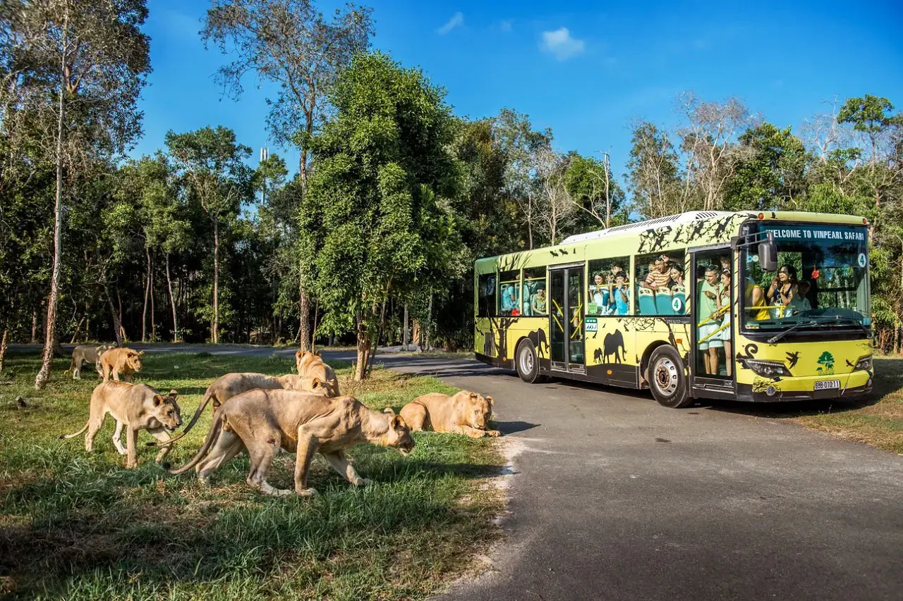Đoàn xe đưa đón du khách tới tham quan vườn thú Vinpearl Safari