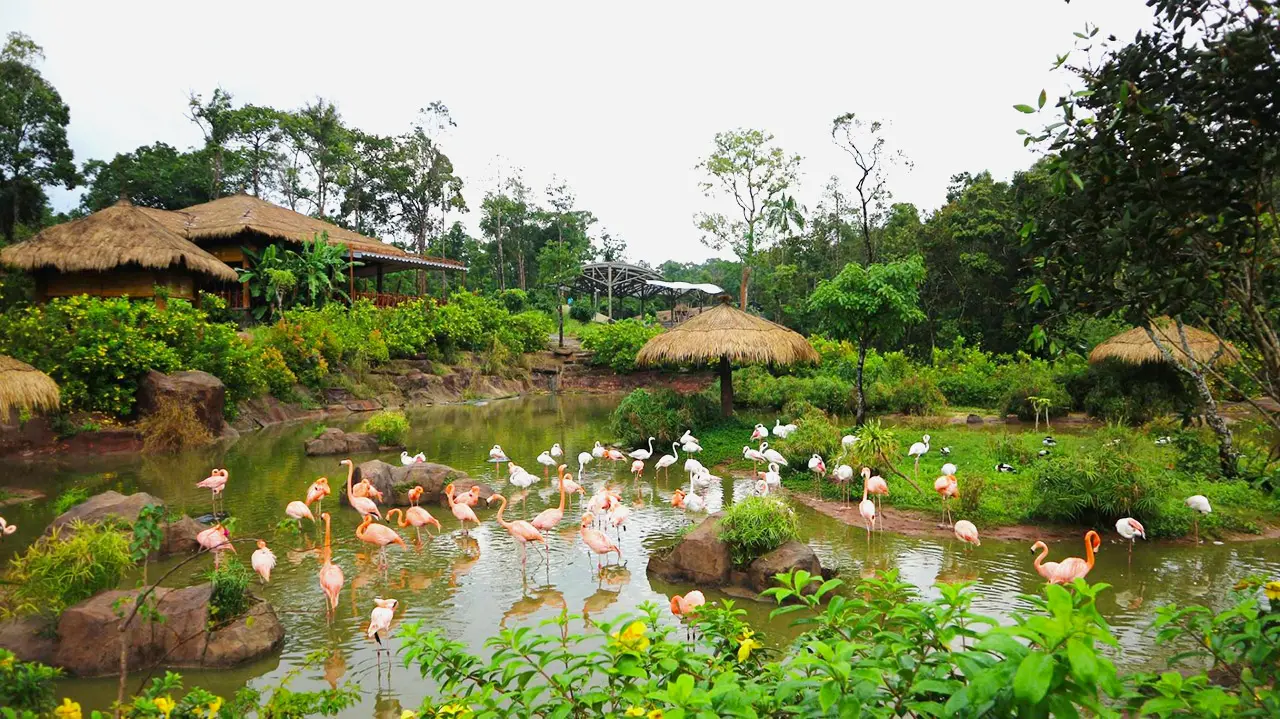 Hồng hạc - Loài chim quý tại Vinpearl Safari Phú Quốc